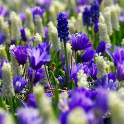 Anemone blanda 'Blue Shades',Muscari botryoides 'Album'